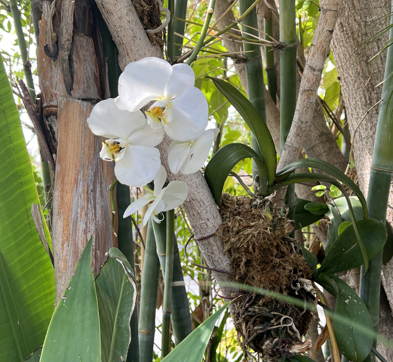 Orchids get their nutrients from the air, and often grow on trees like this one in my San Diego backyard. But their energy source like all plants comes from photosynthesis. They're flourishing! Photo: Jim Mumford save the planet