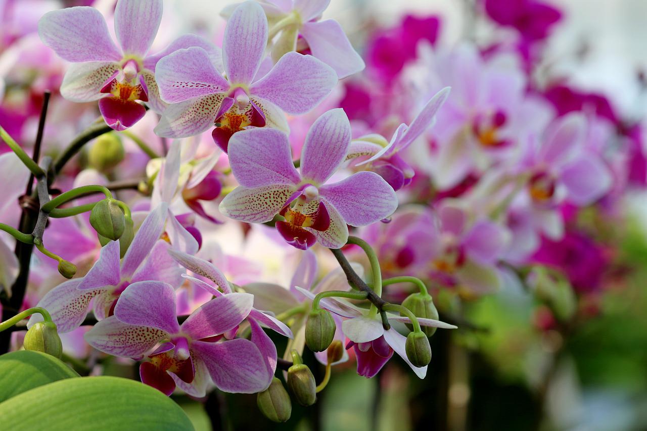 Yes, you can grow orchids! Good Earth Plant Company tells you our secrets to grow orchids. Photo: Pixabayv