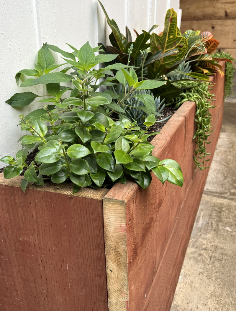 Good Earth Plant Company replaced old planters with natural woods and fresh new plants. Photo: Jim Mumford, Good Earth Plant Company Fig Tree Cafe