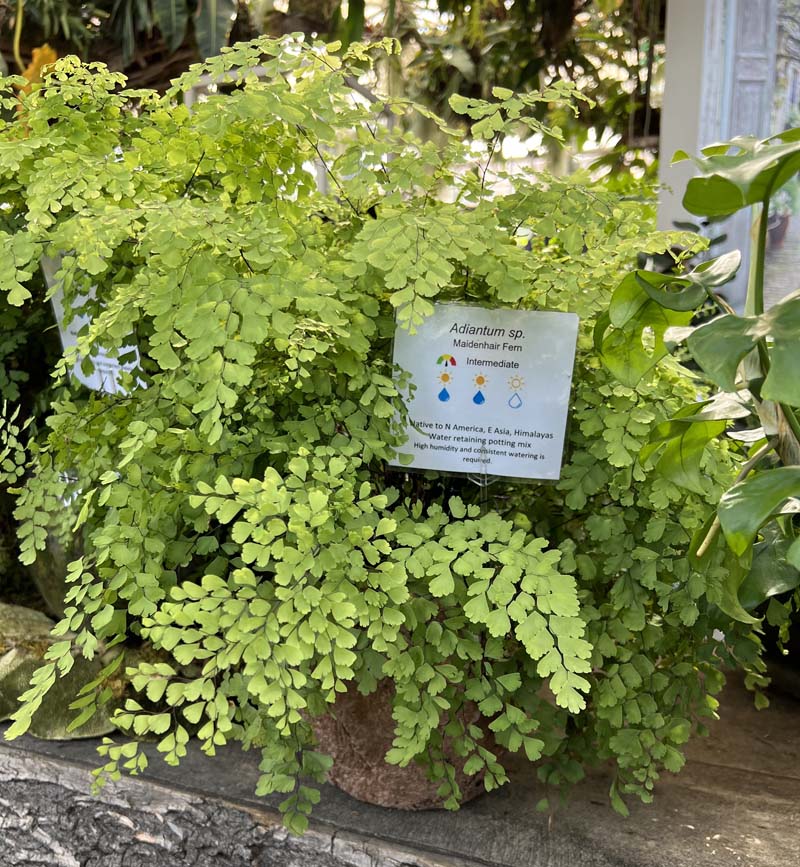 The first plant I ever had for my bedroom at age 16 was a Maidenhair fern. I didn't pick a easy one! Photo: Jim Mumford San Diego Botanic Garden