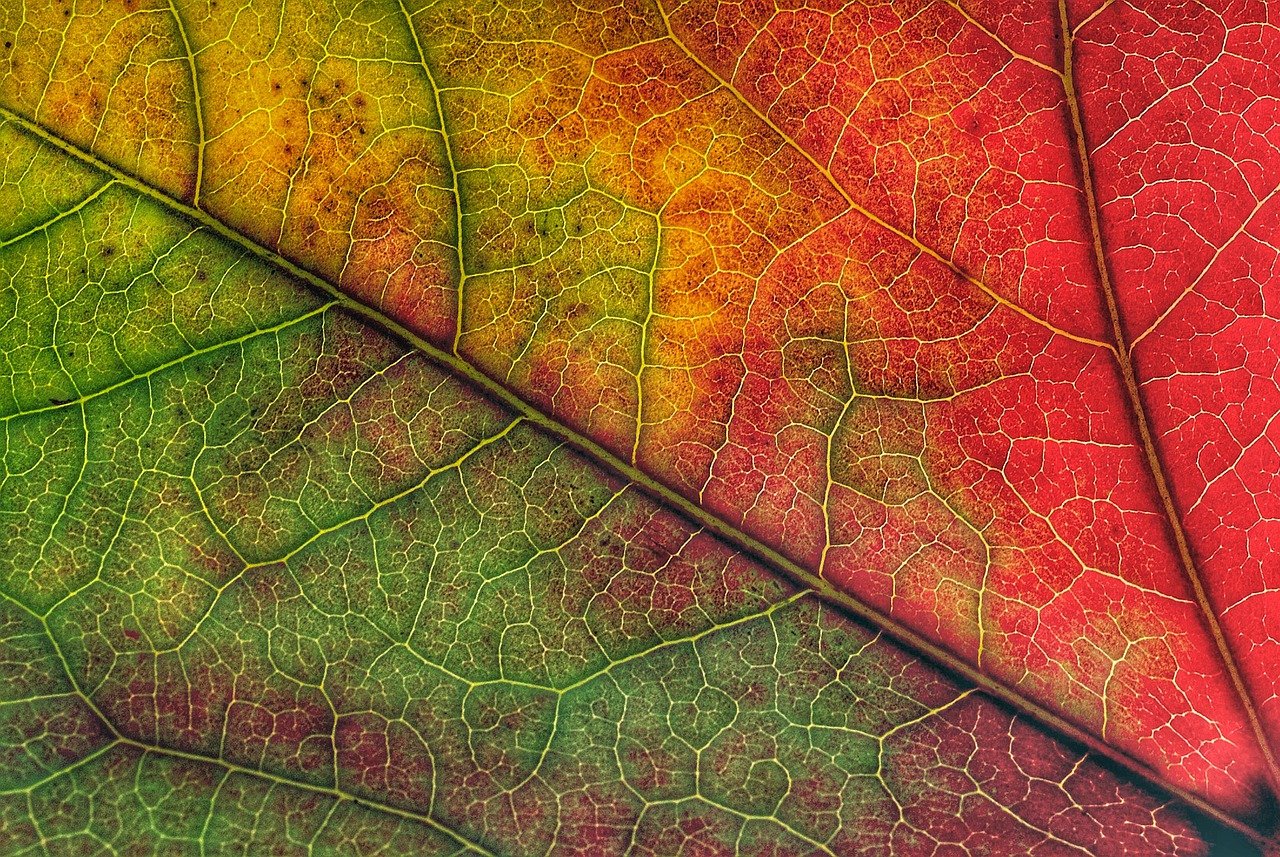 Good Earth Plant Company loves fall. We'll tell you why. Photo: Pixabay