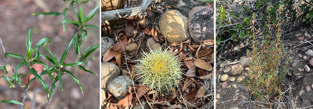 Left to right: I've recently added Desert Willow, Barrel Cactus, and Sticky Monkey Flower to my native canyon garden. Photo: Jim Mumford horticultural therapy
