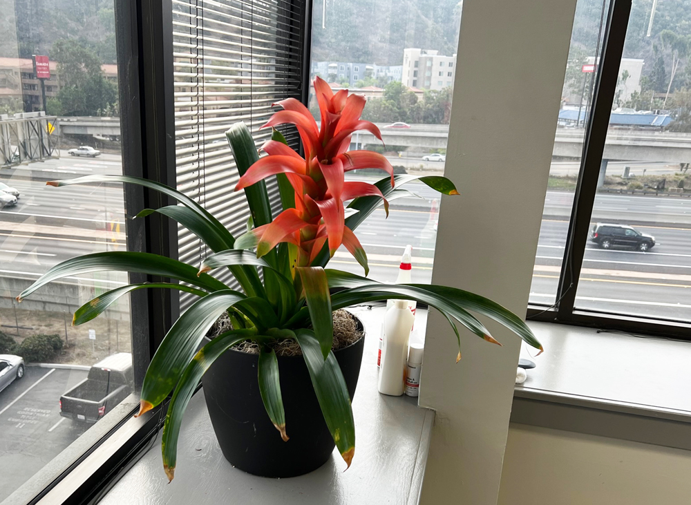 The power of a simple plant like this bromeliad to improve wellness and speed up healing is supported by multiple research studies. Photo: Jim Mumford