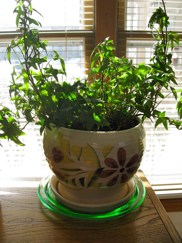 A sunny window feels good on a cold day for you and for your plants, too. Photo: Mary Kreuel / Creative Commons winter months