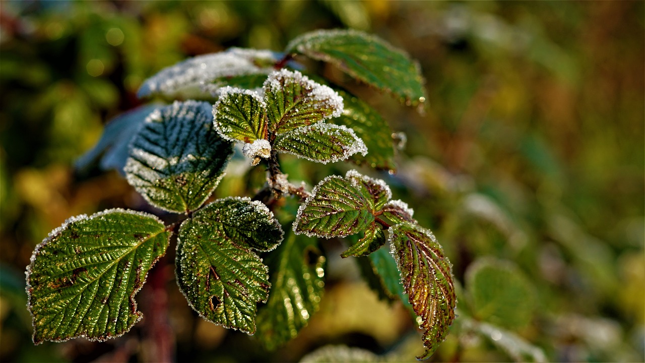 Even in warmer climates like in San Diego, plants can suffer from frost at night. Photo: Mylene winter months
