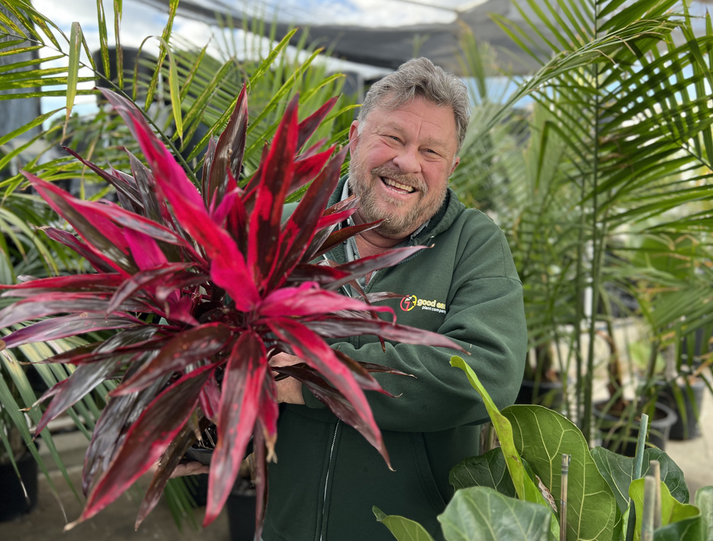 Cordyline fruticosa is a popular tropical indoor plant you can add to your home to show off the 2023 Pantone Color of the Year - Viva Magenta. NOTE: These plants are toxic to pets - keep them out of reach. Photo: Erin Lindley, Good Earth Plant Company