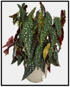 TPIE 2023 New Plant Begonia Maculata