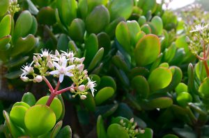 Jade plants come in many colors and shapes and all of them are easy to grow. [Photo Credits: Adobe Stock] 