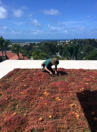 green roof at private san diego residence