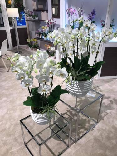 TPIE-2019-White-Orchids