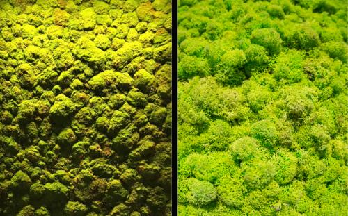 Living-Preserved-Moss-Examples