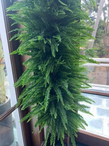 Good Earth Plant Company used Ariane ferns, which are ruffled, upright plants that will tolerate low light and lower humidity without much shedding.
