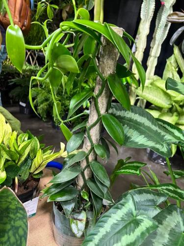 This pothos is trained to grow around a central post. This was popular in the 1970s and it's back! Photo: Jim Mumford