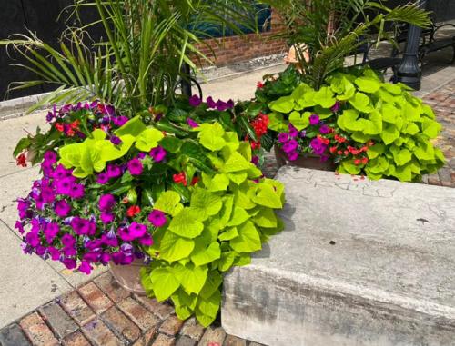 Gorgeous outdoor container plant display featuring unusual combinations of bright colors. Photo: Jim Mumford Cultivate 22
