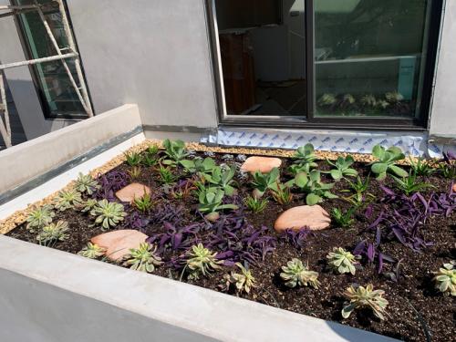 Another view of the plant placement on the residential green roof in Santa Monica.