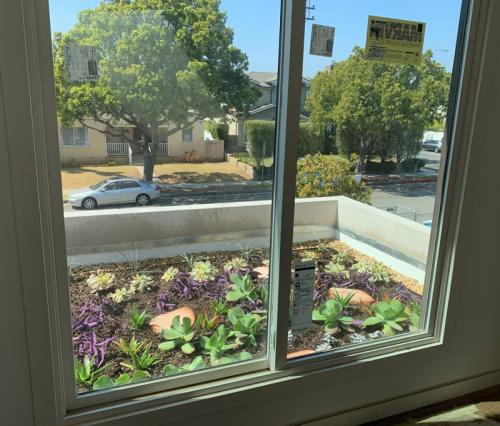 The finished green roof project provides the homeowner a more enjoyable window view. 