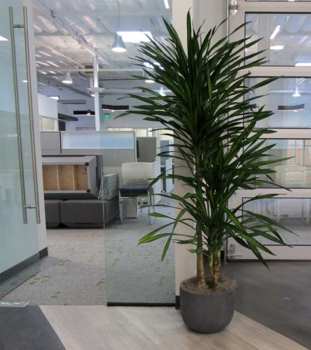 Indoor Office Plants