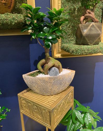 A bonsai inspired display. Photo: Jim Mumford