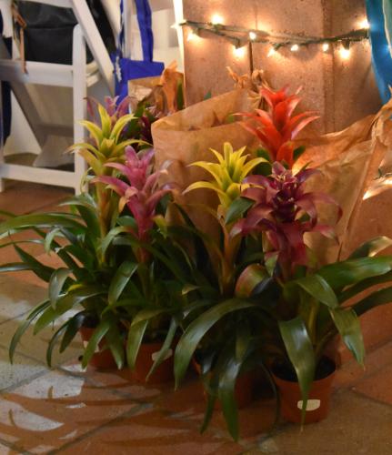 Good Earth Plant Company's donated orchids and bromeliads helped to decorate the holiday party before going home with happy party attendees.  