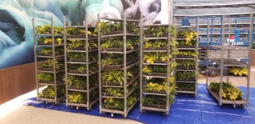 The 1,972 plants contained in 105 SageLife biotiles, filled with rock wool, ready for assembly into the frame of the wall.