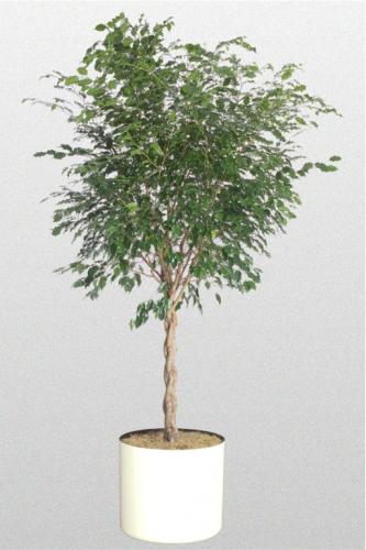 Ficus Benjamina Braid